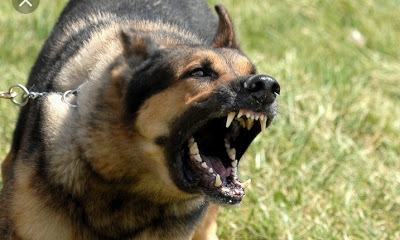 How Active Dogs Sniff Out Human Parts Seller in Anambra