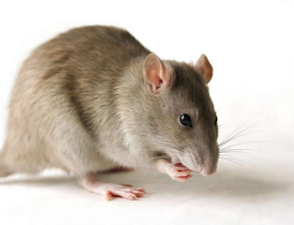 Rat