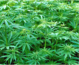 UN Tells Nigerian Government to Legalize Marijuana Use