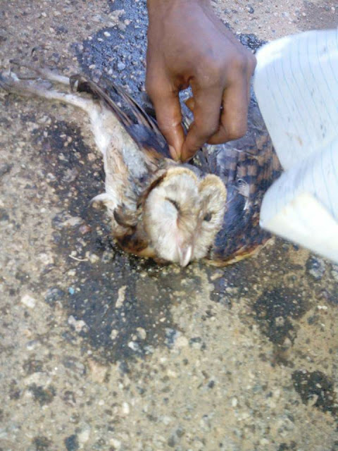 Is This For Real? See Video of the Lagos Woman Who Allegedly Transformed Into an Owl [See for Yourself]