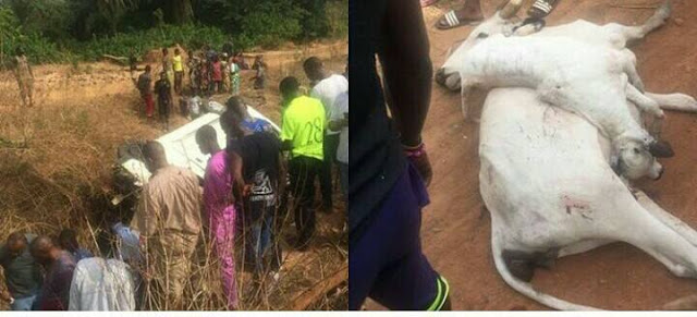 See How A That Was Bus Carrying Synagogue Church Members Falls into A Ditch While Avoiding Cows