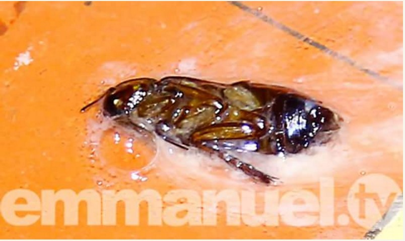 See What Happened Next after a Lady “Vomits Cockcroach” In T.B Joshua’s Synagogue Church [Photos]