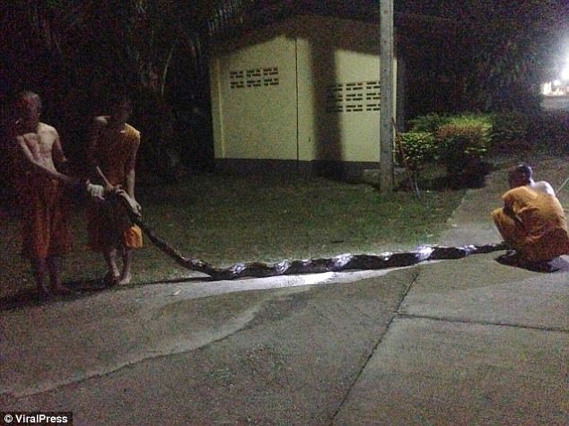  How 26 Foot huge Python Attacks A Nun, Almost Swallows Her [Photos]