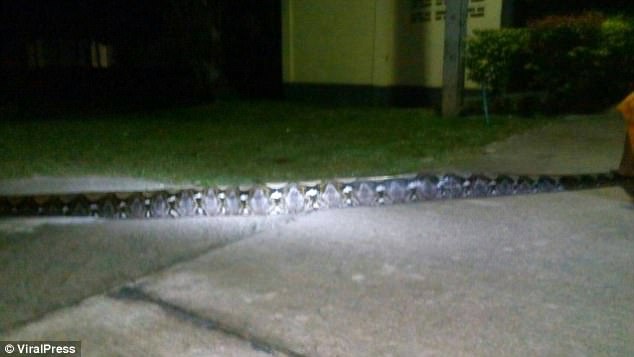 How 26 Foot huge Python Attacks A Nun, Almost Swallows Her [Photos]