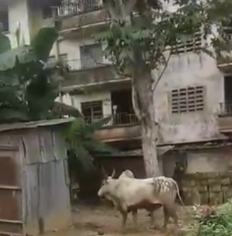 Watch How Angry Aba Youths Chased Fulani Man Who Allegedly Turned To A Cow To Escape From Them [Photos/Video]