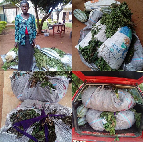 Woman Arrested With 40kg Cannabis Hidden In Vegetables In Edo State [Photos]