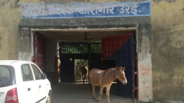 For Eating Plants And Destroying Flower Pots, 8 Donkeys Spent 3 Days In Jail [Photos]
