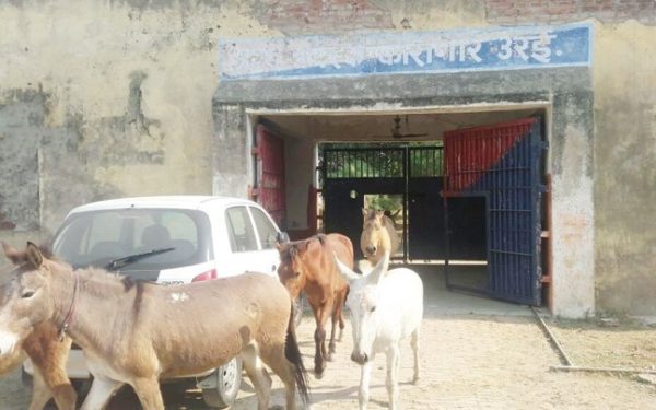 For Eating Plants And Destroying Flower Pots, 8 Donkeys Spent 3 Days In Jail [Photos]