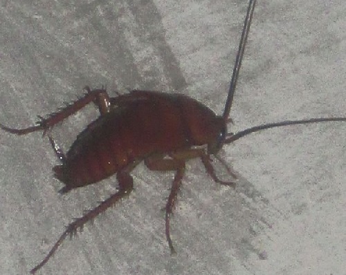 South African Pastors Who Gives Members Snakes to Eat, Ask Them to Eat Live Cockroach As Well [Photos]