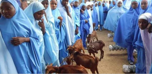 CHANGE!!!! Top Norther APC Governor Sets A World Record, First Of Its Kind, Empowers Female Students With Goats