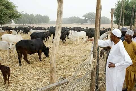 'President Buhari’s Cows Faring Better Than Many Nigerians’ Angry Akwa Ibom State Governor’s Aide Says