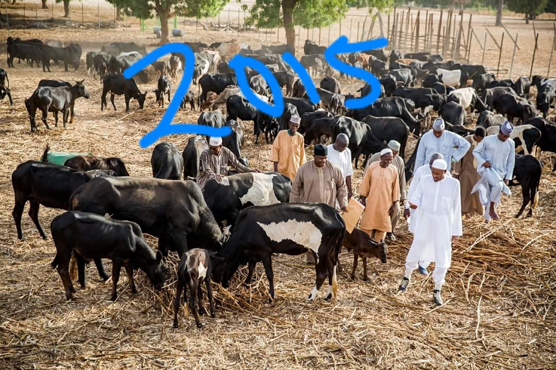 PDP Compares President Buhari's Cows In 2015 Vs What They Look Like In 2017 [Photos]