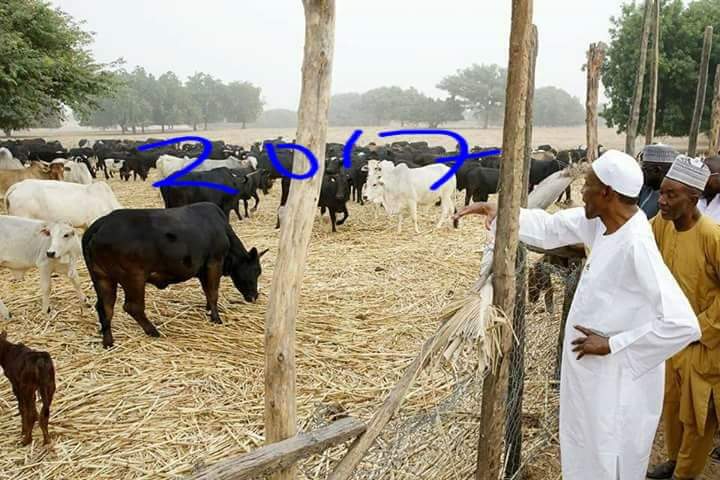 PDP Compares President Buhari's Cows In 2015 Vs What They Look Like In 2017 [Photos]