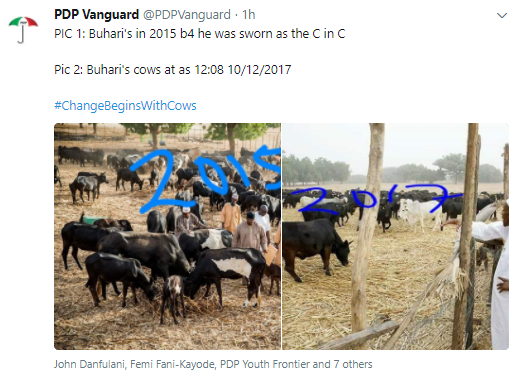 PDP Compares President Buhari's Cows In 2015 Vs What They Look Like In 2017 [Photos]