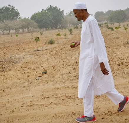 President Buhari Spotted Rocking Sneakers On Traditional Outfit As He Inspects His Farm In Katsina State
