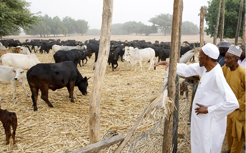 President Buhari Spotted Rocking Sneakers On Traditional Outfit As He Inspects His Farm In Katsina State