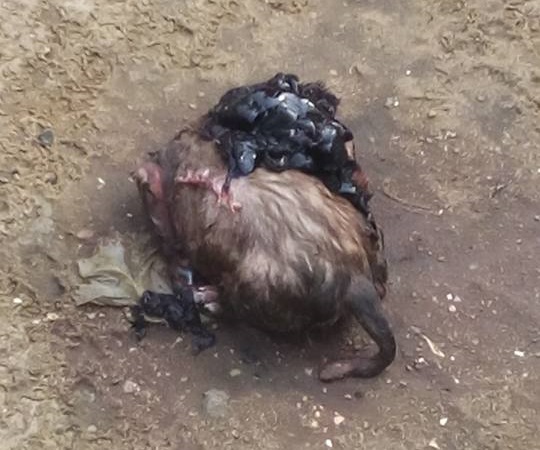 Serious Tension In Rivers As Woman Gives Birth To Real Dog After Being Pregnant For Many Years [Photos]