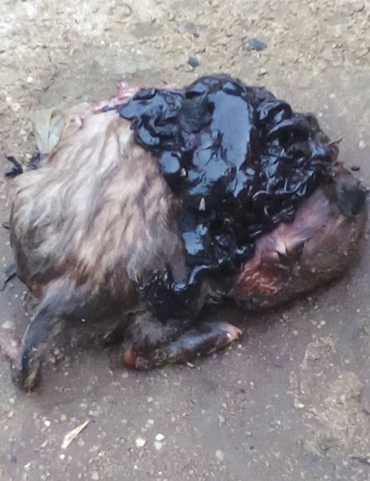 Serious Tension In Rivers As Woman Gives Birth To Real Dog After Being Pregnant For Many Years [Photos]