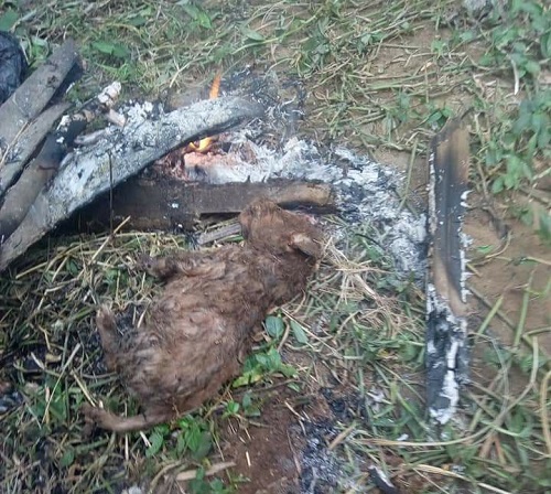 Serious Tension In Rivers As Woman Gives Birth To Real Dog After Being Pregnant For Many Years [Photos]