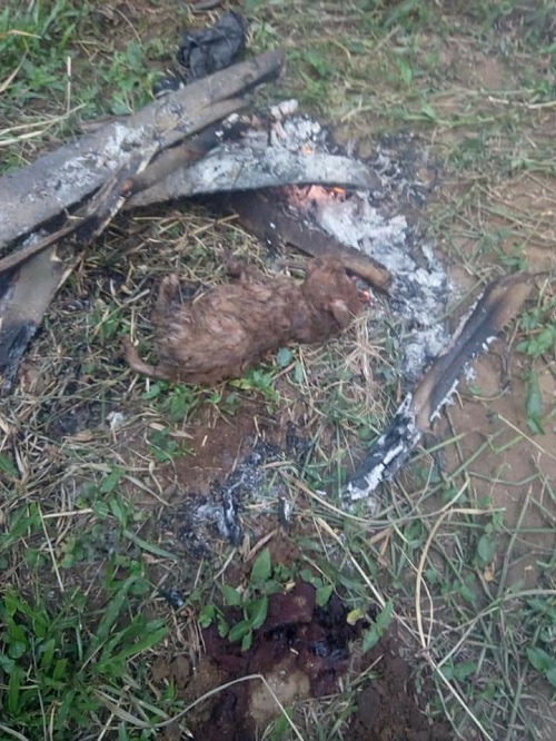 Serious Tension In Rivers As Woman Gives Birth To Real Dog After Being Pregnant For Many Years [Photos]