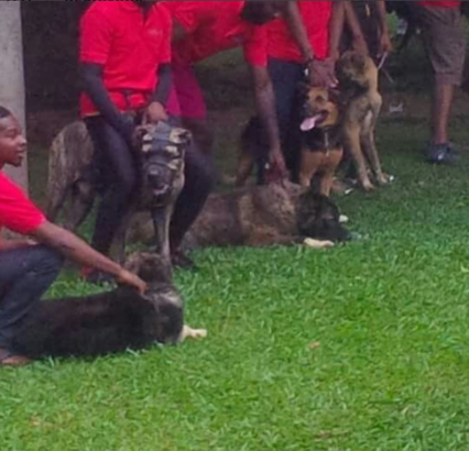 Beautiful Photos From The ‘Dog Carnival’ Held In Calabar Today