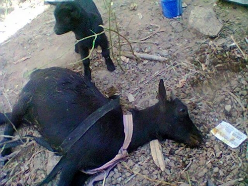 Goat Mysteriously Dies After Eating Part Of Food Meant For A Family [Photos]