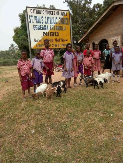 Primary School Gift Students Goats for Coming First 