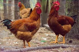 Man Gets  5 Strokes Of Cane For Stealing Chicken [Details]