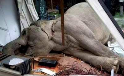 So Sad, Elephant Electrocuted While Trying To Get Food