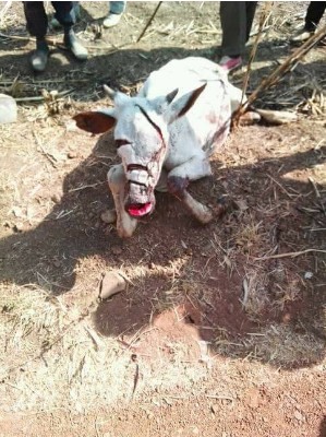 Two Herdsmen and Their Cows Allegedly Killed by Angry Youths in Plateau State [Graphic Photos]