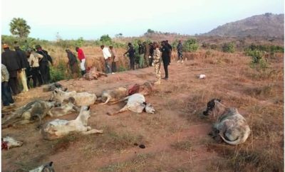 Two Herdsmen and Their Cows Allegedly Killed by Angry Youths in Plateau State [Graphic Photos]