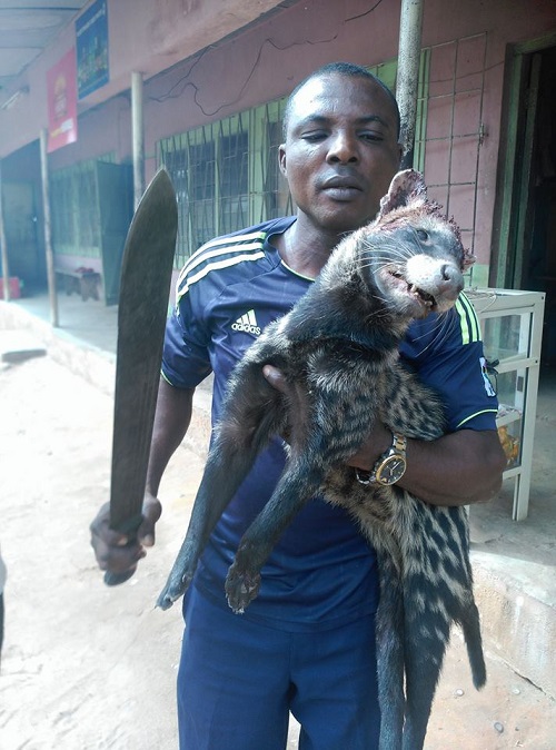 Man Rejoices After Single-Handedly Killing a Hyena in Abia State [Photo]