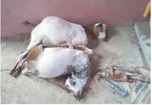 Man Reportedly  R@Ped Two Goats To Death [Photos]