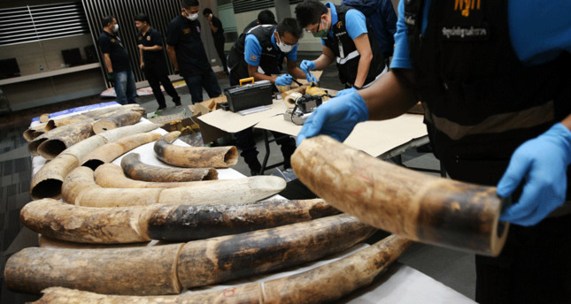 Photos of 3 Elephant Tusk, 31 Ivory Pieces Cost Almost $500, 000, Smuggled from Nigeria, Seized At International Airport In Thailand