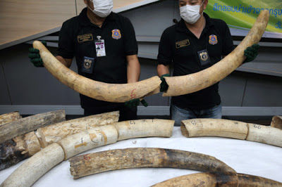 Photos of 3 Elephant Tusk, 31 Ivory Pieces Cost Almost $500, 000, Smuggled from Nigeria, Seized At International Airport In Thailand