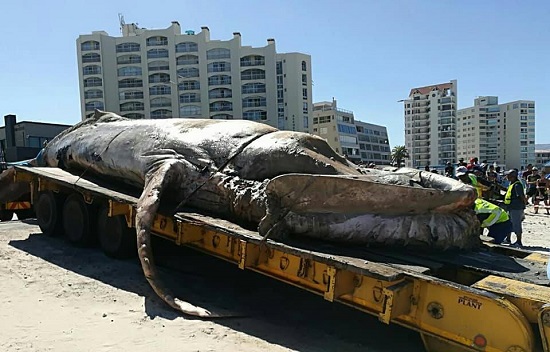Photos Of Massive Whale That Was Washed Up Dead Upon A Beach In South Africa