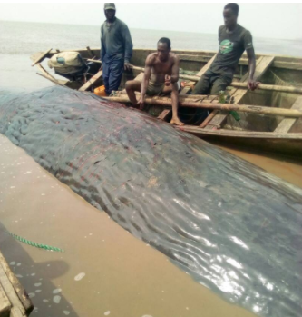 Photos Of Giant Whale Killed In Ondo State After It Was Washed Up To The Shore