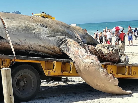 Photos Of Massive Whale That Was Washed Up Dead Upon A Beach In South Africa