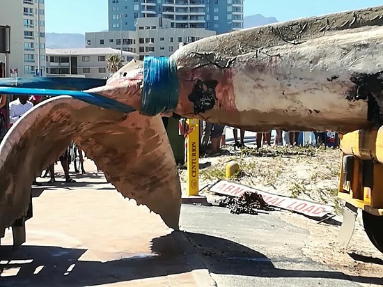 Photos Of Massive Whale That Was Washed Up Dead Upon A Beach In South Africa