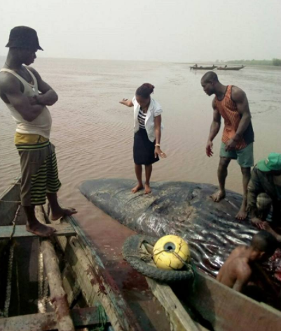Photos Of Giant Whale Killed In Ondo State After It Was Washed Up To The Shore