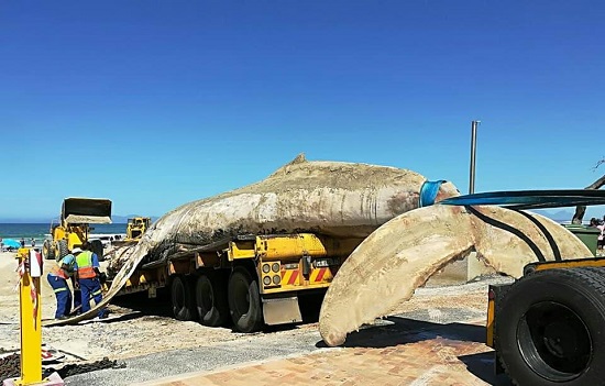Photos Of Massive Whale That Was Washed Up Dead Upon A Beach In South Africa