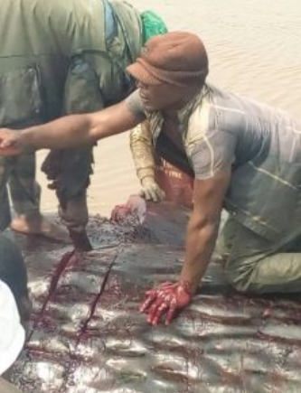 Photos Of Giant Whale Killed In Ondo State After It Was Washed Up To The Shore