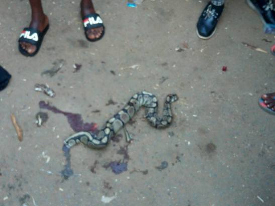 Thief Who Makes His Snake Swallow His Stolen Stuffs, Arrested in Benin