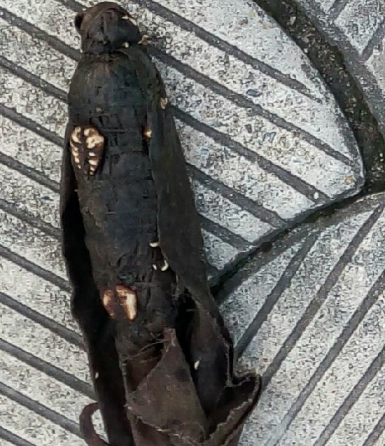 Servant Found with Various types of Charms 3 Days After Resuming Work in Lagos [Photos]