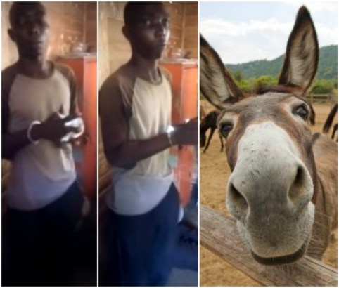 Randy Man, arrested for Raping a Donkey till It Lost Consciousness Shows Police How He Did It [Video]