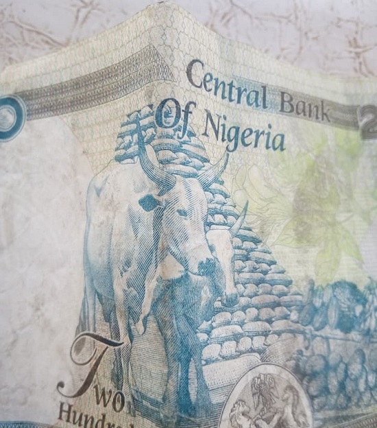 “Cows Are Historic More Than Some Tribes in Nigeria” – Young Fulani Man Says [Photos]