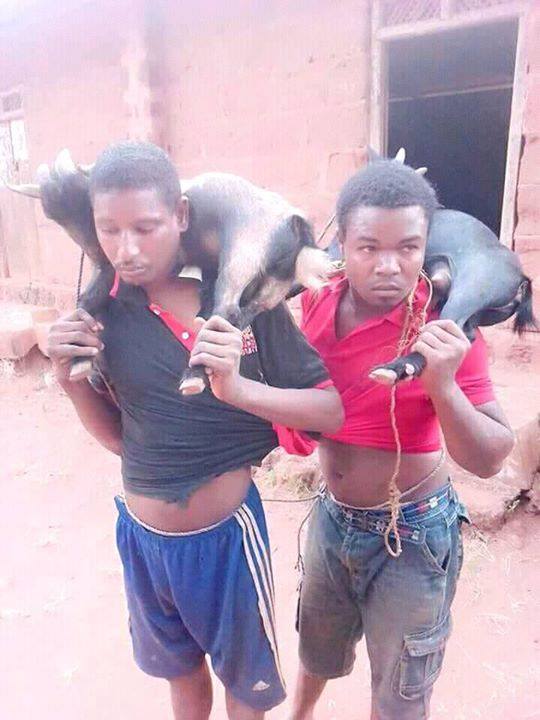 2 Youths Caught Stealing Goats in Nsukka, See What Was Done to Them [Photos]