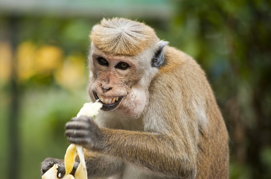 And Again, Monkeys Reportedly Swallows N70million Northern Senators Forum Money