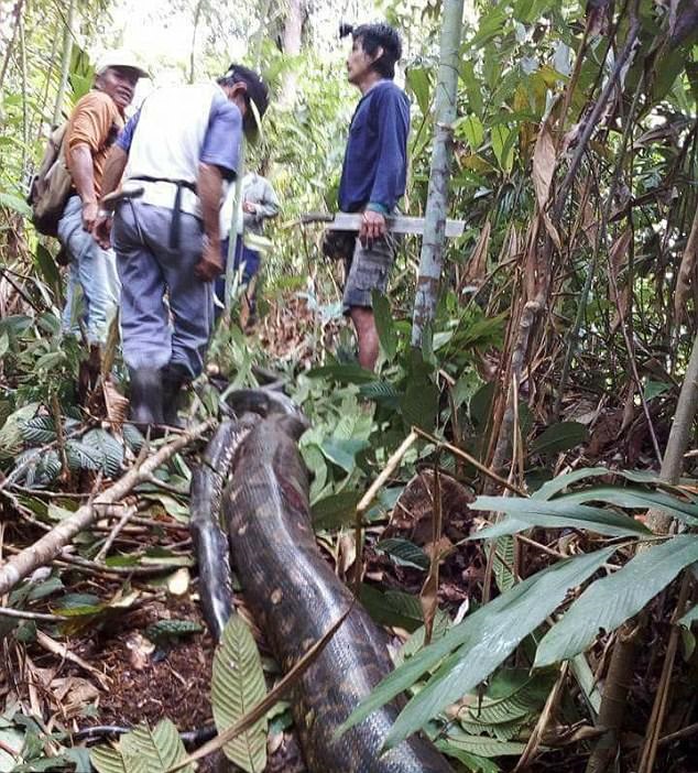 Hungry Villagers Kills Male and Female Pythons Who Were Mating in A Bush [Photos]