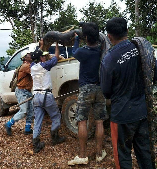 Hungry Villagers Kills Male and Female Pythons Who Were Mating in A Bush [Photos]